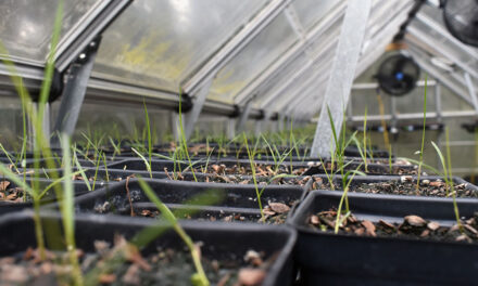 Marsh restoration project builds coastal resilience and community