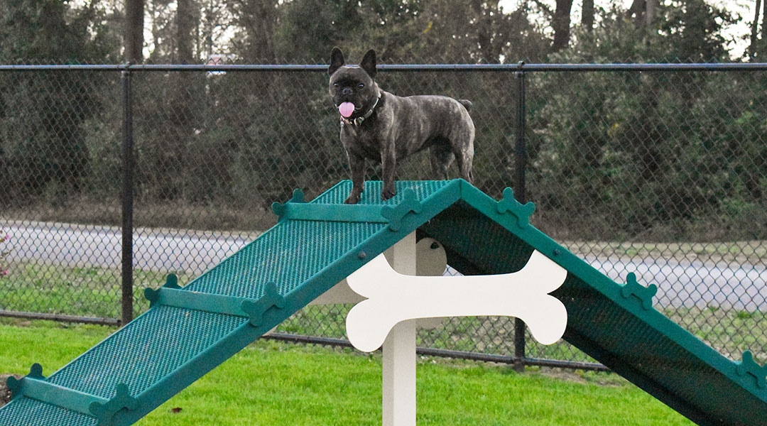 Sit, stay, play: New dog park comes to West Columbia