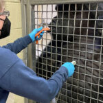 3 Riverbanks Zoo gorillas scanned for heart disease
