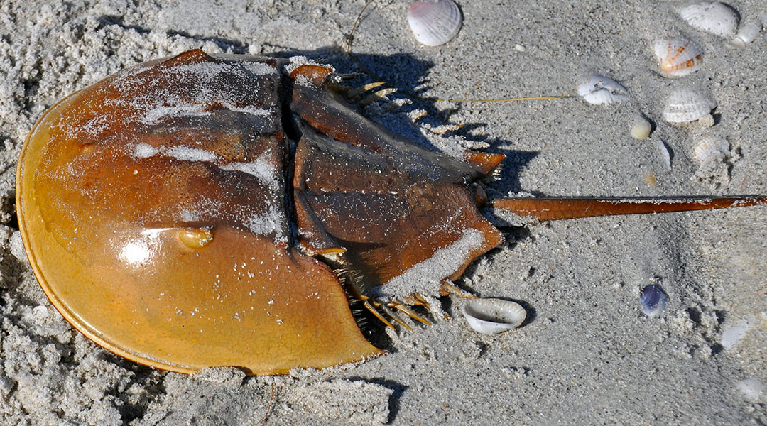 South Carolina wants you to help track frisky horseshoe crabs