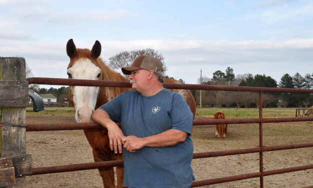 Economy places increased burden on horse owners and rescues