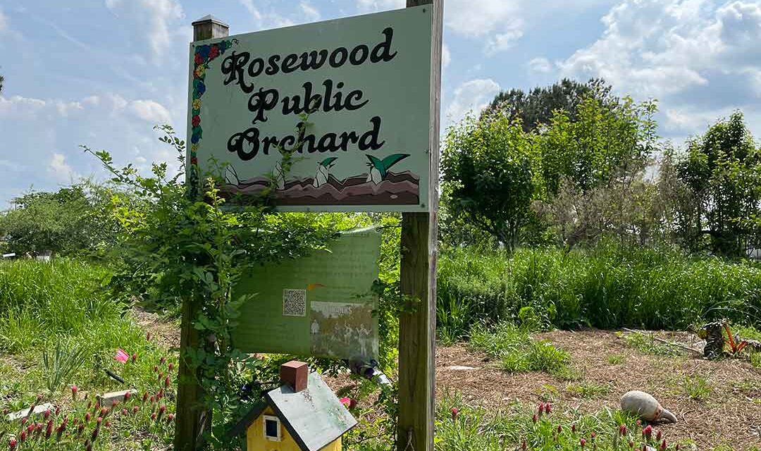 USC students help transform Rosewood Orchard