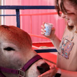 Chickens and camels and cows, oh my! State Fair animal caretakers work hard