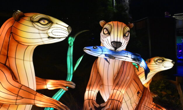 Animals take over light show at Riverbanks Zoo