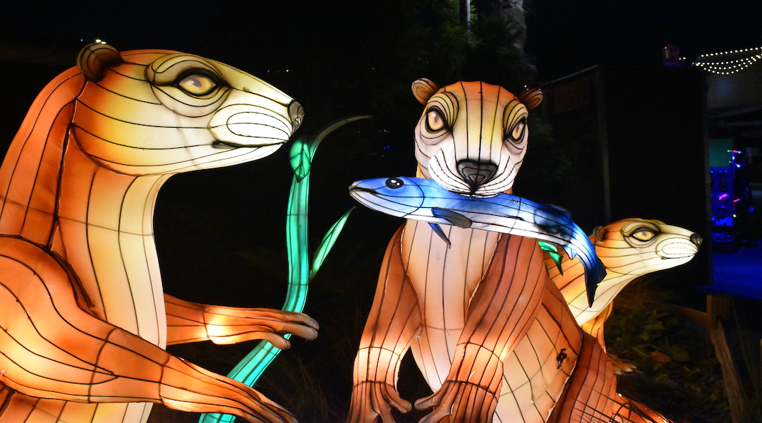 Animals take over light show at Riverbanks Zoo
