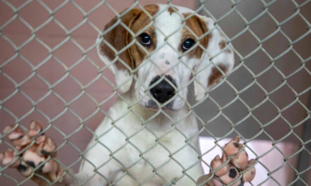 Want a dog for the weekend? Drop by Columbia’s shelter