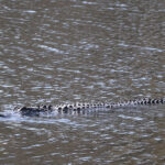 As temperatures in the Midlands surge, gators emerge