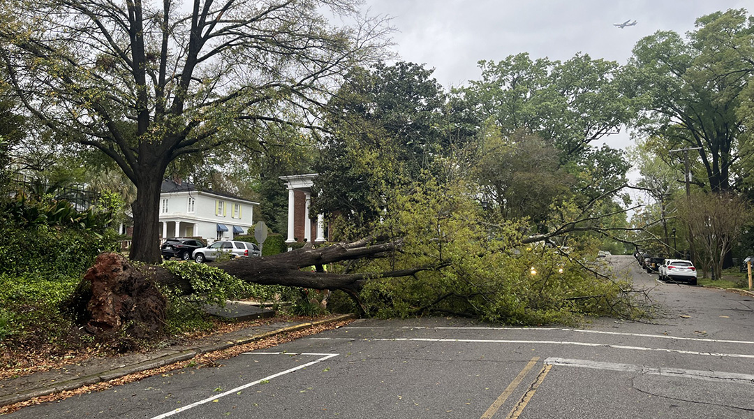 Downtown Columbia residents wake to fallen trees, power outages