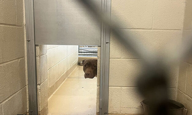 Overcrowding at Columbia’s animal shelter is a dog problem. It costs some animals their lives