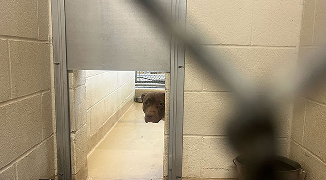 Overcrowding at Columbia’s animal shelter is a dog problem. It costs some animals their lives