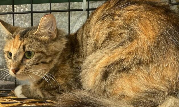 ‘It’s just hard to turn your back on’: Local women care for feral cat colony