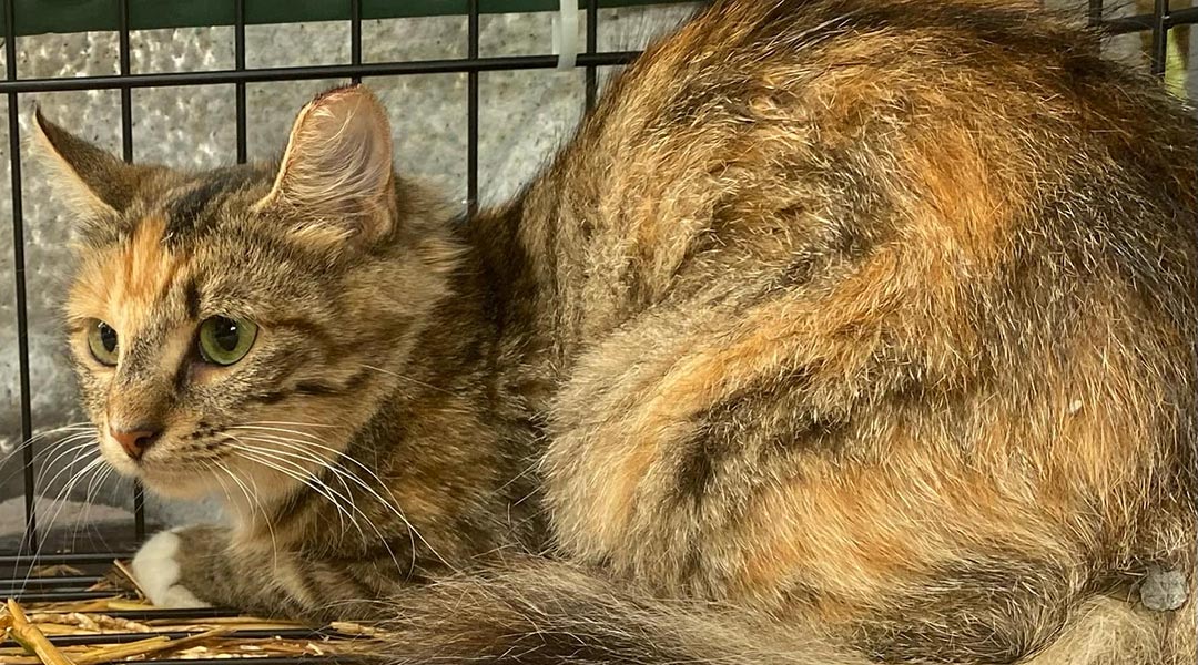 ‘It’s just hard to turn your back on’: Local women care for feral cat colony