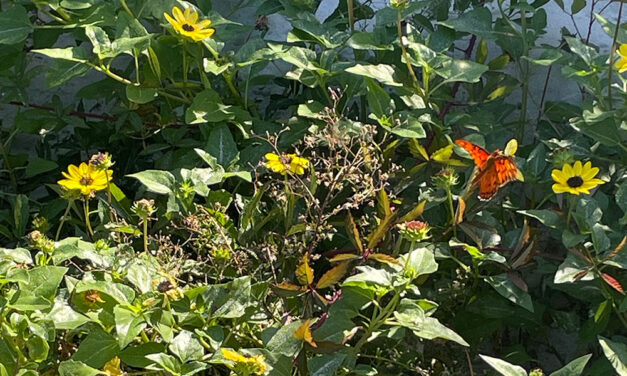 Migration brings monarchs through Midlands