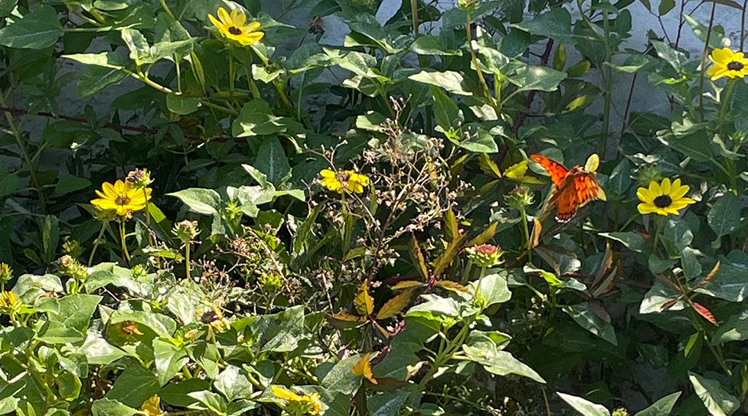 Migration brings monarchs through Midlands