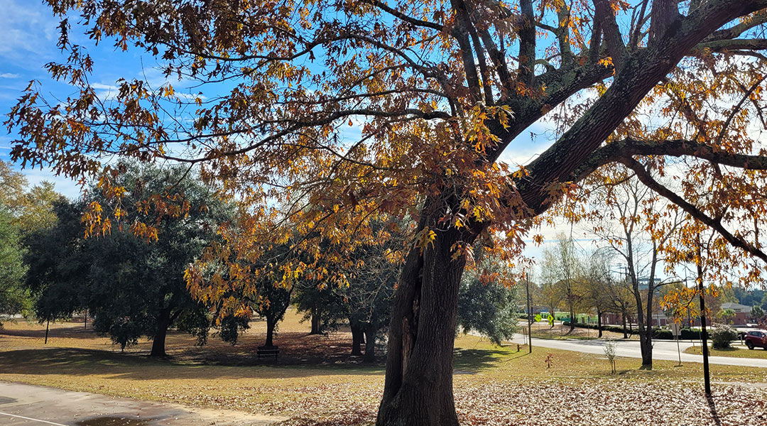 Treasured Trees aims to promote awareness, values of trees