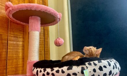 Purr Joy! Cat Daddy Cat Cafe brings new excitement