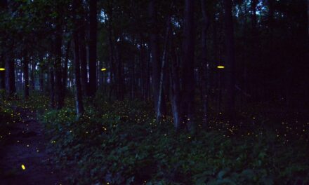 Nature’s Christmas lights: Congaree National Park firefly event returns