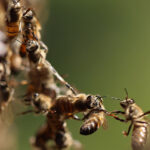 Donation brings more buzz to school’s beekeeping program