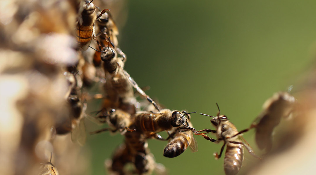 Donation brings more buzz to school’s beekeeping program