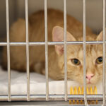 Pawmetto Lifeline’s panleukopenia outbreak temporarily halted adoptions