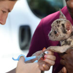Mobile clinic expands access to vet care amid SC doctor shortage