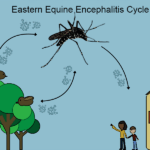 Mosquito-borne virus kills 1st SC resident since 2003. Cases rise in SC horses, birds