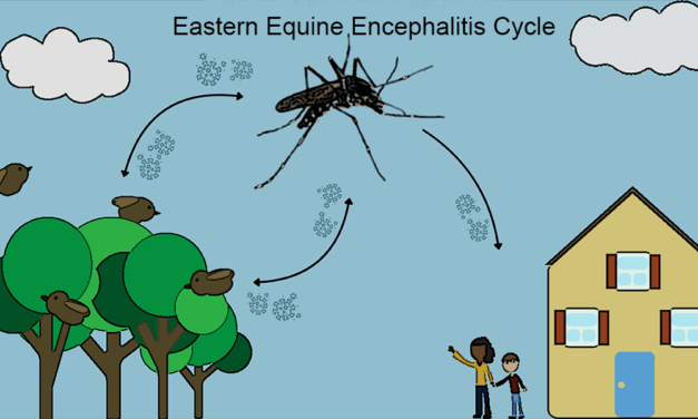 Mosquito-borne virus kills 1st SC resident since 2003. Cases rise in SC horses, birds