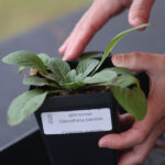 SC Native Plant Society promotes biodiversity, sustainable gardening