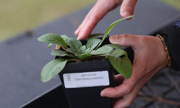 SC Native Plant Society promotes biodiversity, sustainable gardening