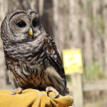 Nature’s 911: Carolina Wildlife Center