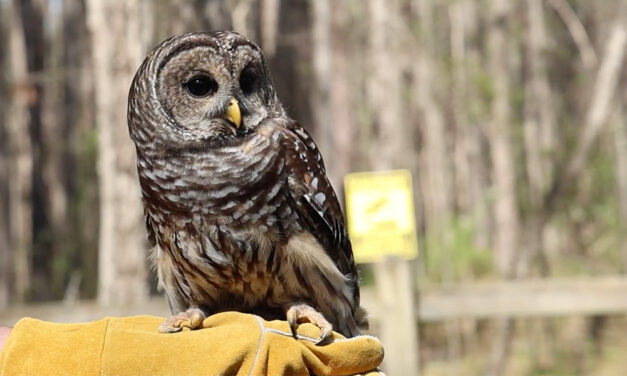 Nature’s 911: Carolina Wildlife Center