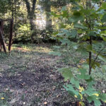 Columbia’s free tree program still kicking after losing federal funding