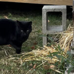 Carolina strays at risk during winter months