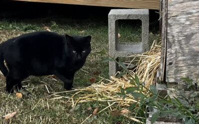 Carolina strays at risk during winter months