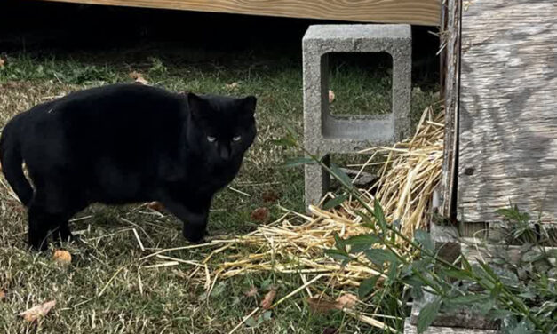 Carolina strays at risk during winter months