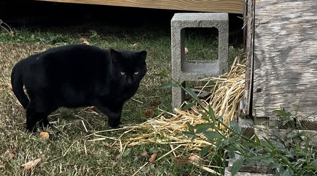 Carolina strays at risk during winter months