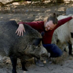 ‘They think a lot like us’: Cotton Branch Sanctuary provides lifeline for pigs