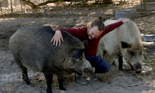 ‘They think a lot like us’: Cotton Branch Sanctuary provides lifeline for pigs