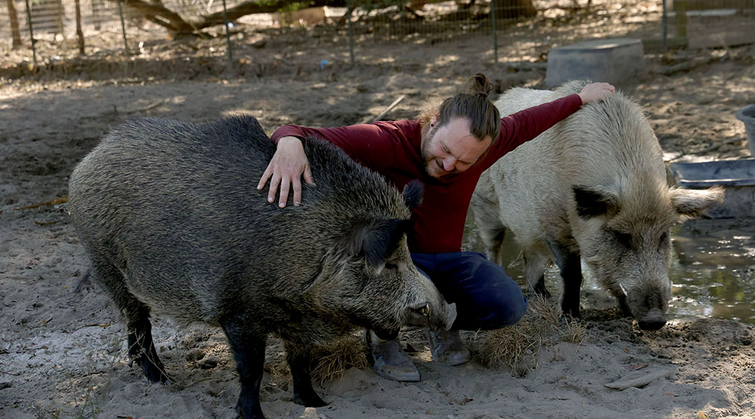 ‘They think a lot like us’: Cotton Branch Sanctuary provides lifeline for pigs