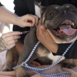 Call it crucial: veterinarian care on wheels