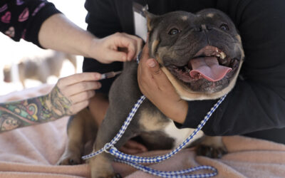 Call it crucial: veterinarian care on wheels