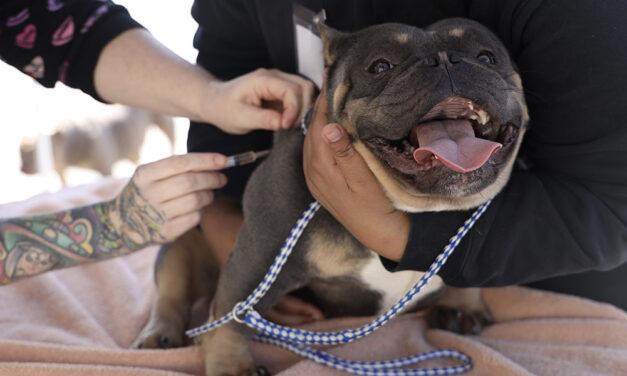 Call it crucial: veterinarian care on wheels