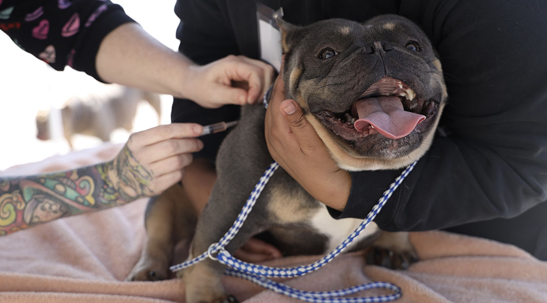 Call it crucial: veterinarian care on wheels