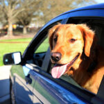 Shortage of dog parks frustrates Columbia residents