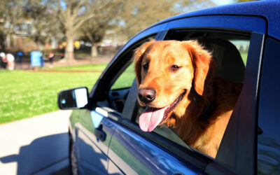 Shortage of dog parks frustrates Columbia residents