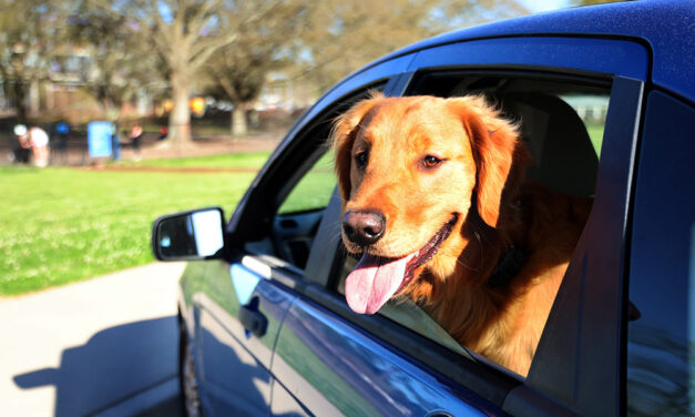 Shortage of dog parks frustrates Columbia residents
