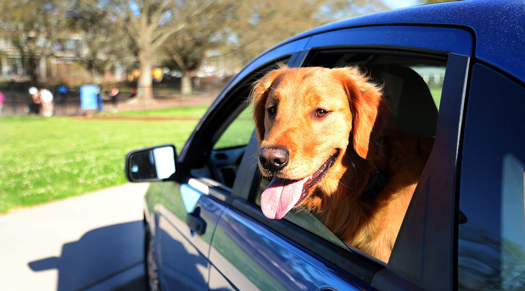 Shortage of dog parks frustrates Columbia residents