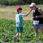 Red, ripe, ready: Local strawberry farm is open for spring