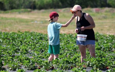 Red, ripe, ready: Local strawberry farm is open for spring