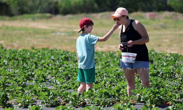 Red, ripe, ready: Local strawberry farm is open for spring